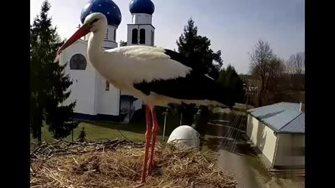 The stork was like a helicopter, the wind carried it away and tore away the hay from it
