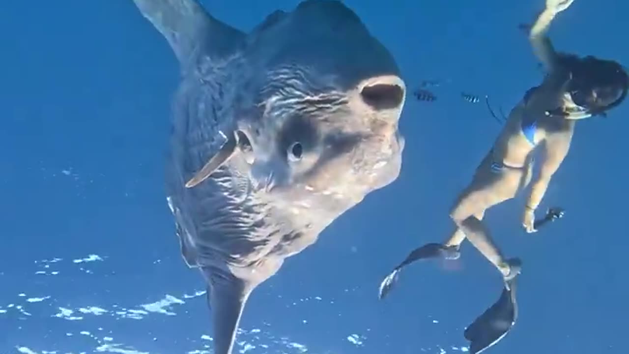 DIVER DWARFED BY OCEAN SUNFISH OFF MEXICO COAST