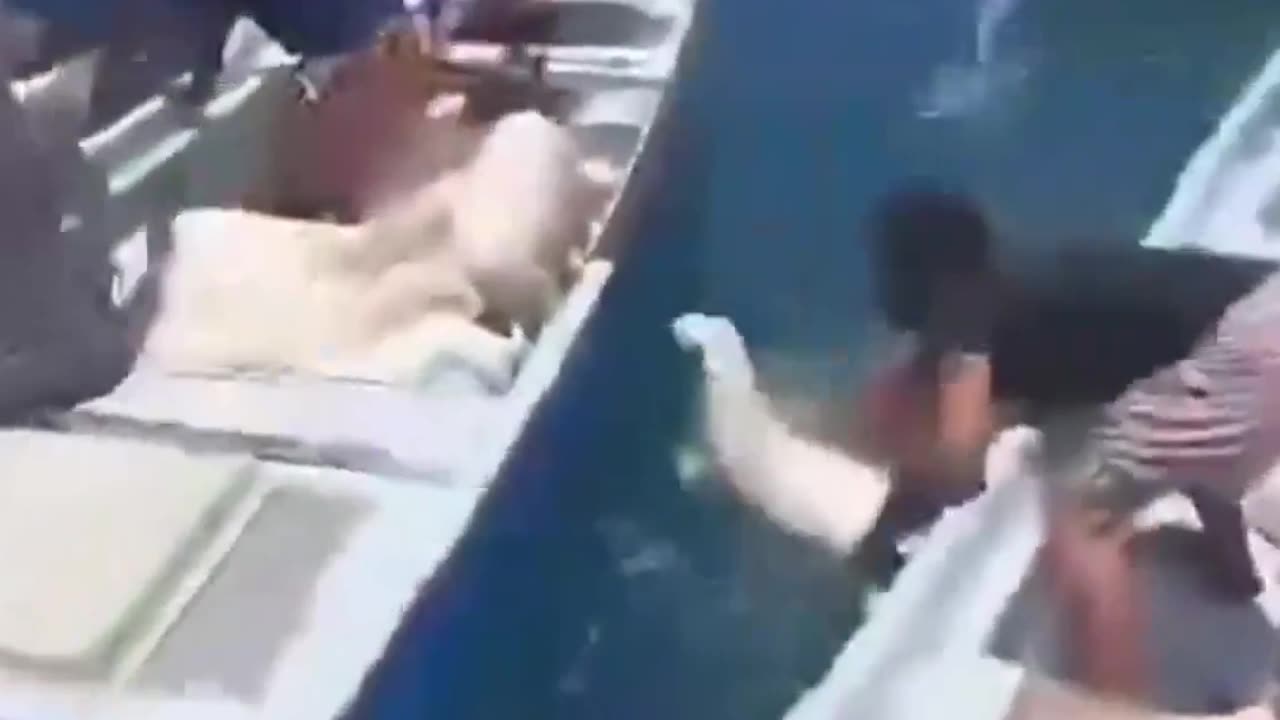 Masiva caída de ovejas al mar pone a prueba la agilidad de barqueros