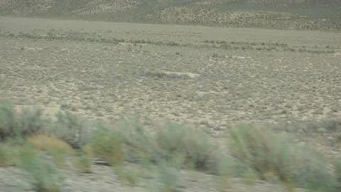 Alien crop circles...or harvester ant colonies...
