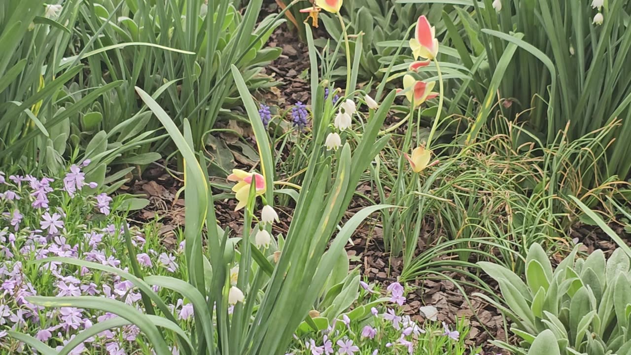 Tiptoeing through the tulips along that walk down Memory Lane