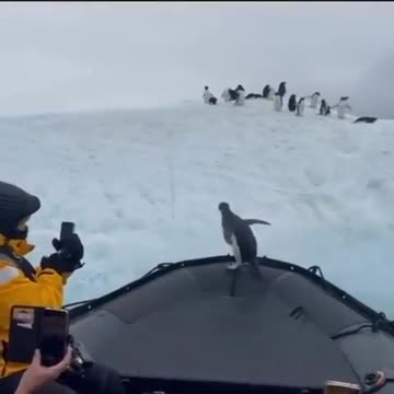 Hope it keeps on outsmarting its predators