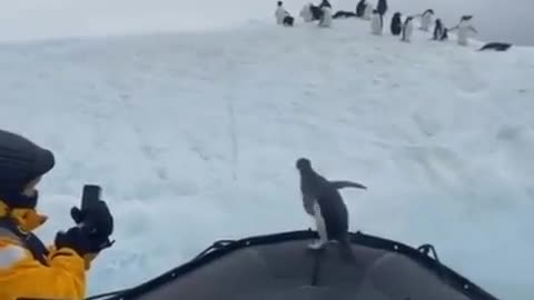 Hope it keeps on outsmarting its predators