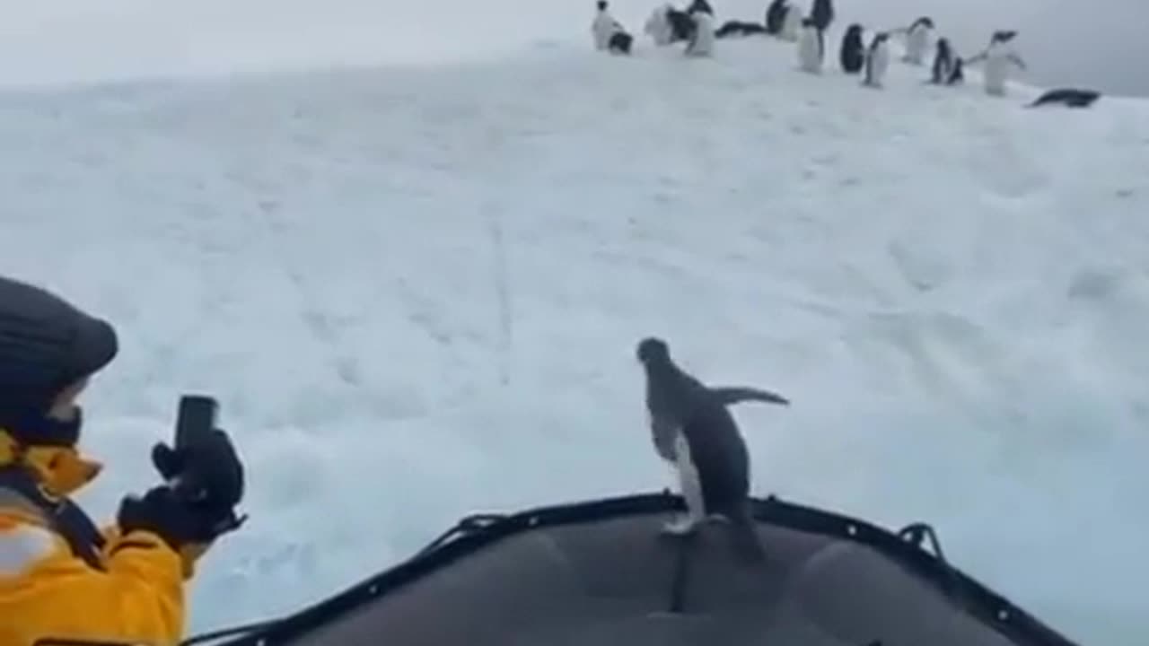 Hope it keeps on outsmarting its predators