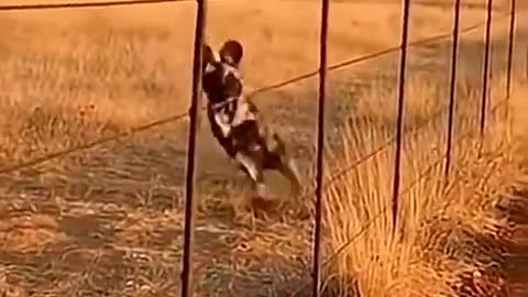 The zebra's trap-setting was absolutely perfect