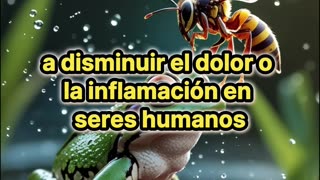 Increíble: rana inmune al avispón asesino.