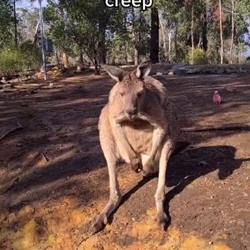 Kangaroo diaries only in Australia 🇦🇺