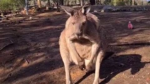 Kangaroo diaries only in Australia 🇦🇺