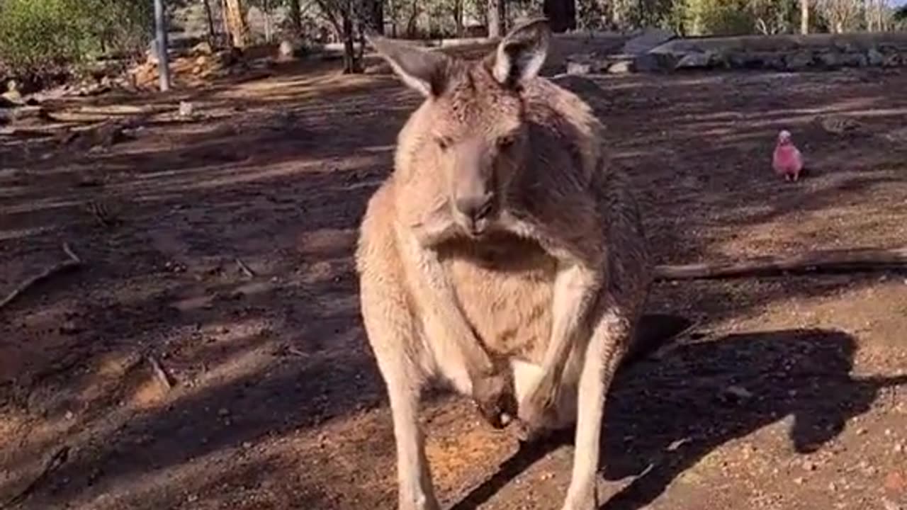 Kangaroo diaries only in Australia 🇦🇺