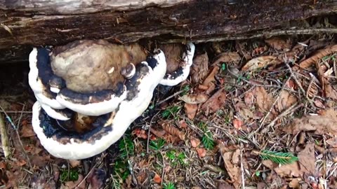 Mushrooms