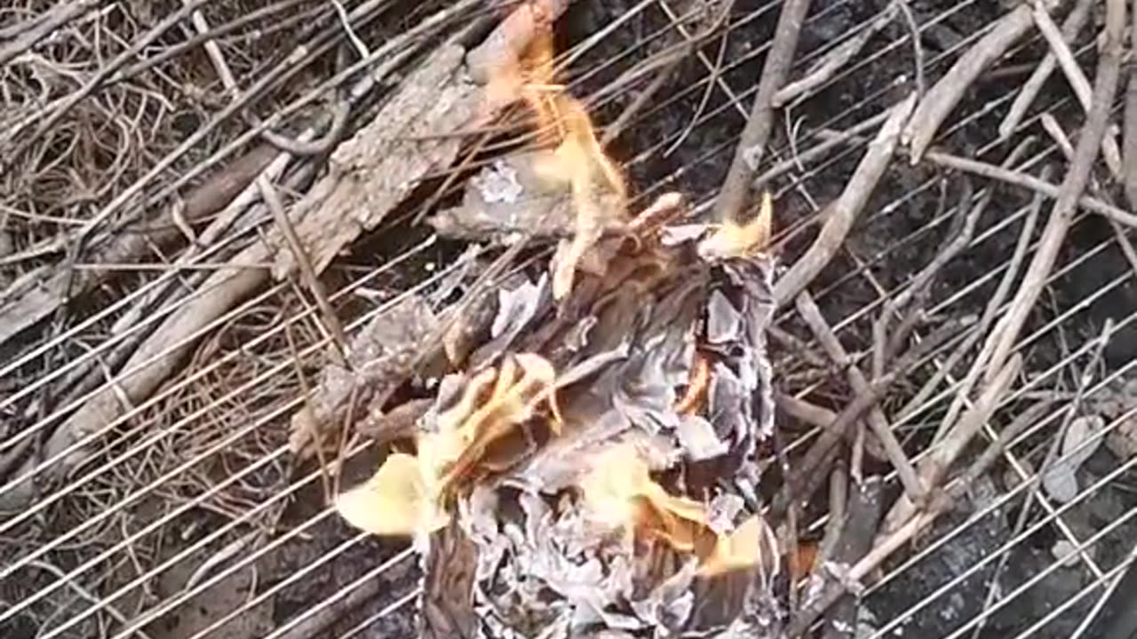 Tim Rifat TikTok Videos