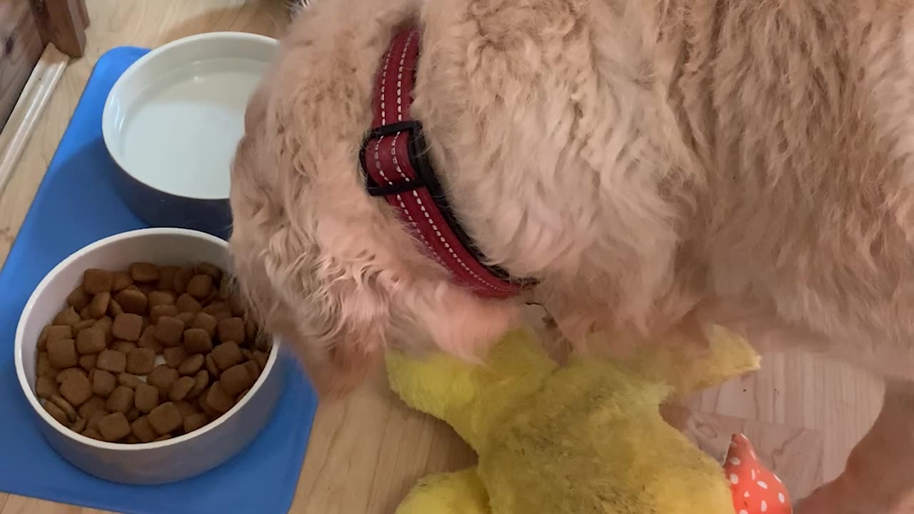 Dog Shares Breakfast With Stuffed Duck Toy
