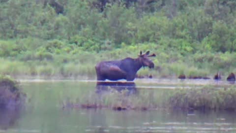 Bull Moose