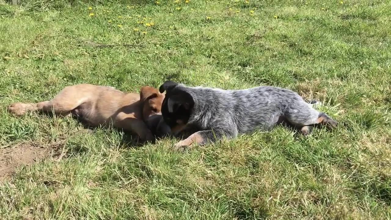 intense early morning battle