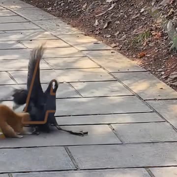 Funny animals video