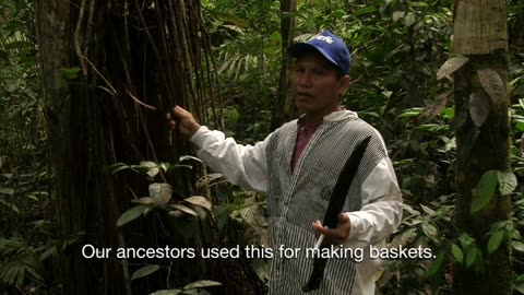 amazon jungle shaman healers cure diseases