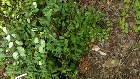 My Walk - Date: 7/3/2016