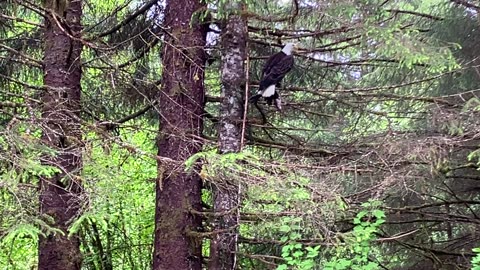 Eagle With Salmon