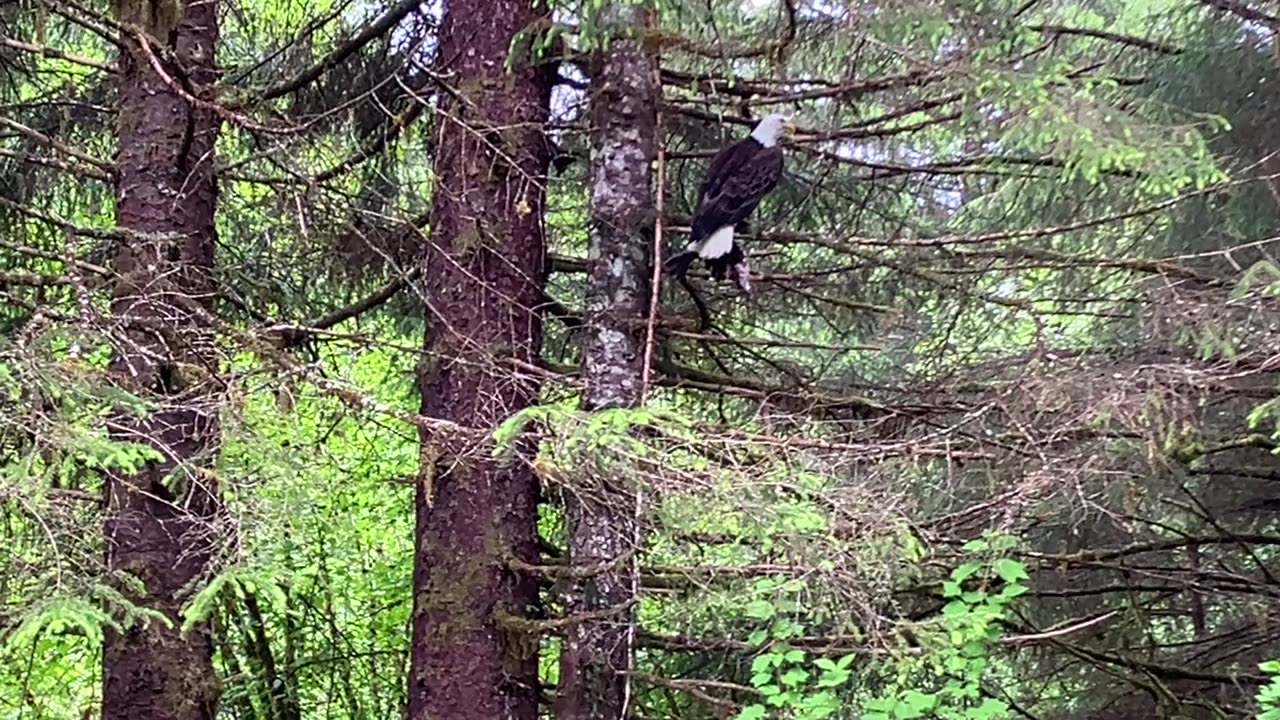 Eagle With Salmon