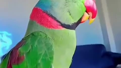 sound Green Parrot