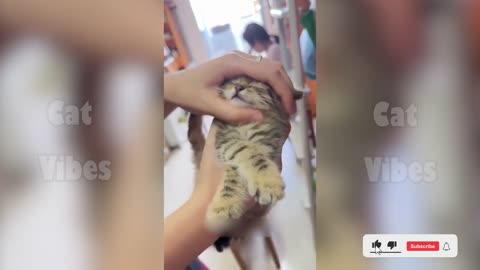 Funny & Cute Cats