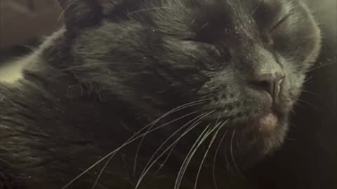 Precious Piper Looks So Beautiful While Falling Asleep - Adopting a Cat from a Shelter Vlog #shorts