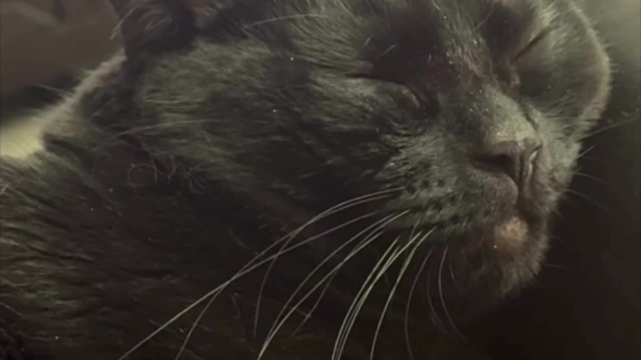 Precious Piper Looks So Beautiful While Falling Asleep - Adopting a Cat from a Shelter Vlog #shorts