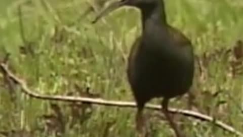 birds