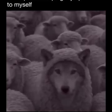 Wolf among sheep