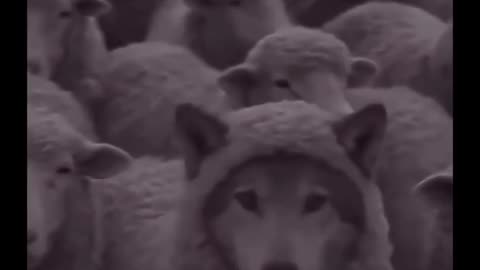 Wolf among sheep