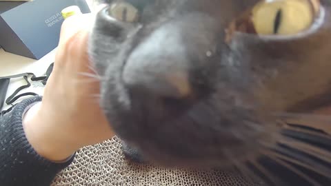 My pet cat vlog, his name is Heihei, 04/09, 2025,His head looks like a sandwich， #catvideo #asmr
