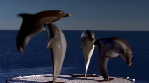 Breakdancing Dolphin Crew Rock the Floating Stage!
