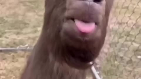 Fur-tastic Fails: Hilarious Animal Mishaps