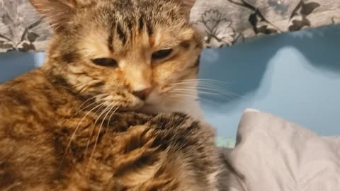 Cat Gets Brushed Like a Cloud: Soothing Purr-Fest