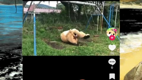 Just shorts videos - Follow 😜😋!!!!!!!