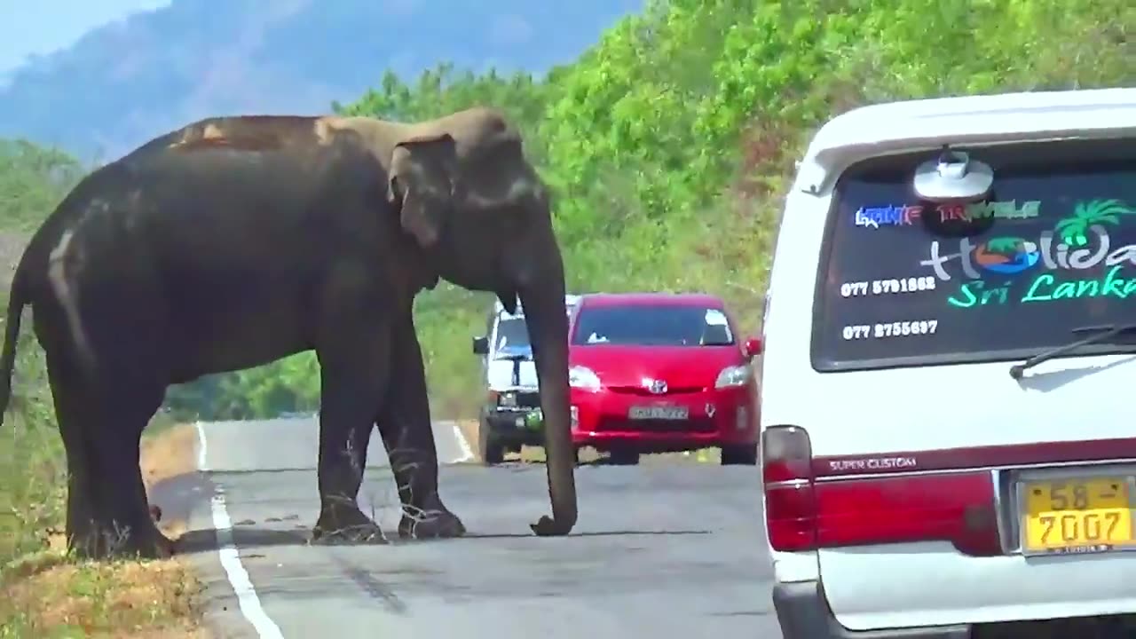 Tuk tuk vs Wild Elephant: Elephant Attack Drama टुक टुक बनाम जंगली हाथीः हाथी का हमला नाटक