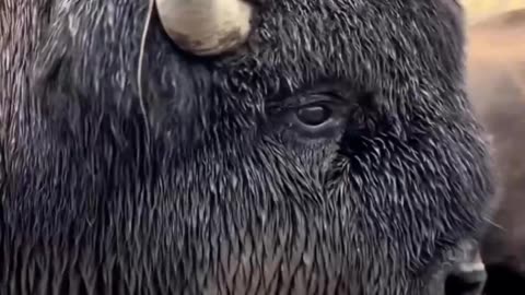 Bison: America's 2000-Pound Power Tank