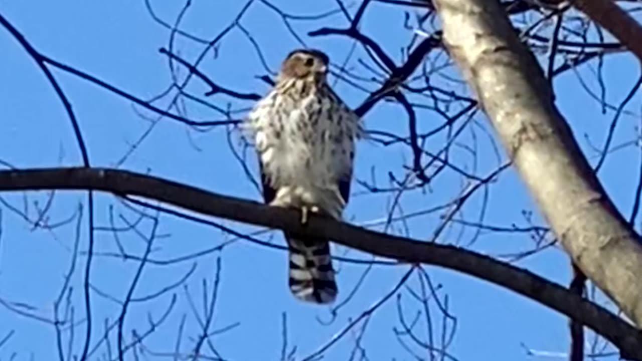 Cry of the Cooper’s Hawk #coopershawk