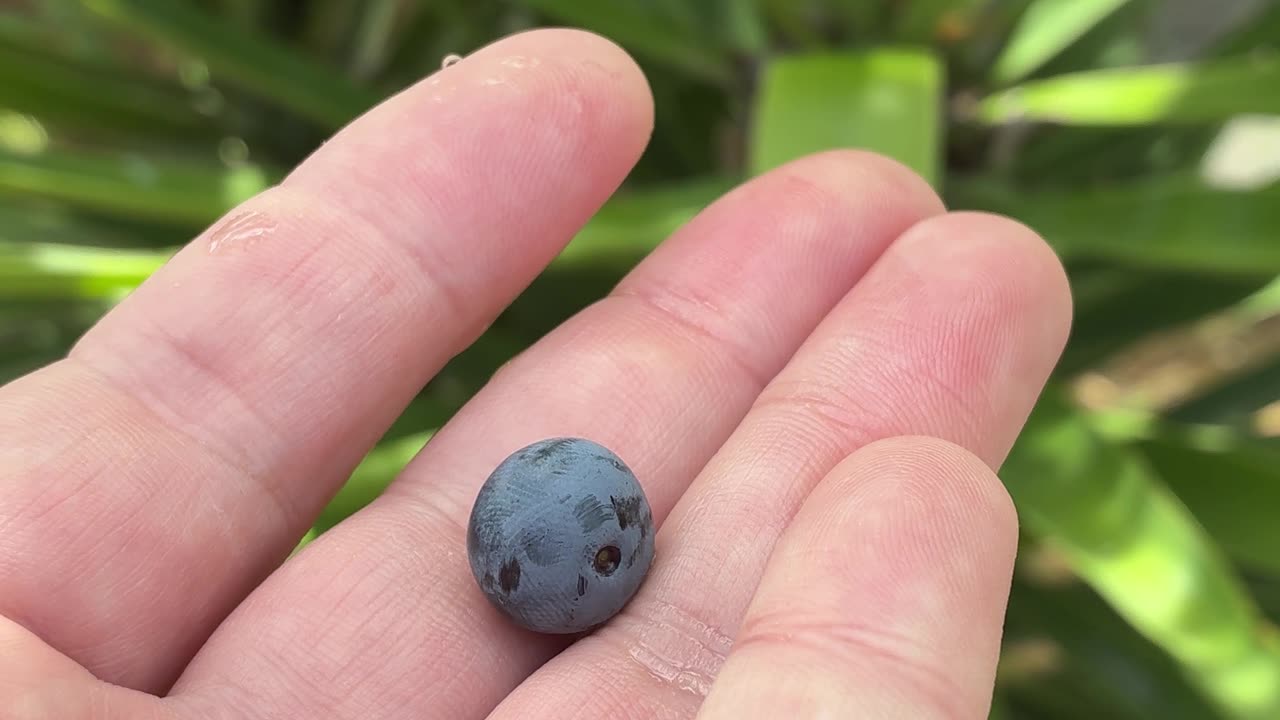 Blueberry = Yummy