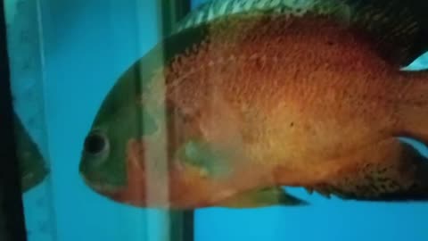 My Pet Fish in the Aquarium