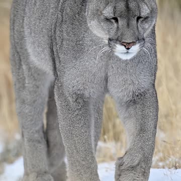 Pumas are officially the mammal with the most names, over 40 across different regions! #Shorts #Puma