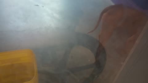 Ember 1y Pet Id 945290 kennel big room 1 HSSAZ shelter hard 2 get good vid of loving lady20250711442