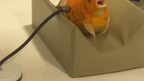 Carp Getting an Xray