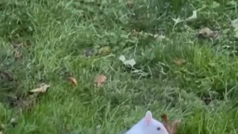 Ever seen a white squirrel? 😊