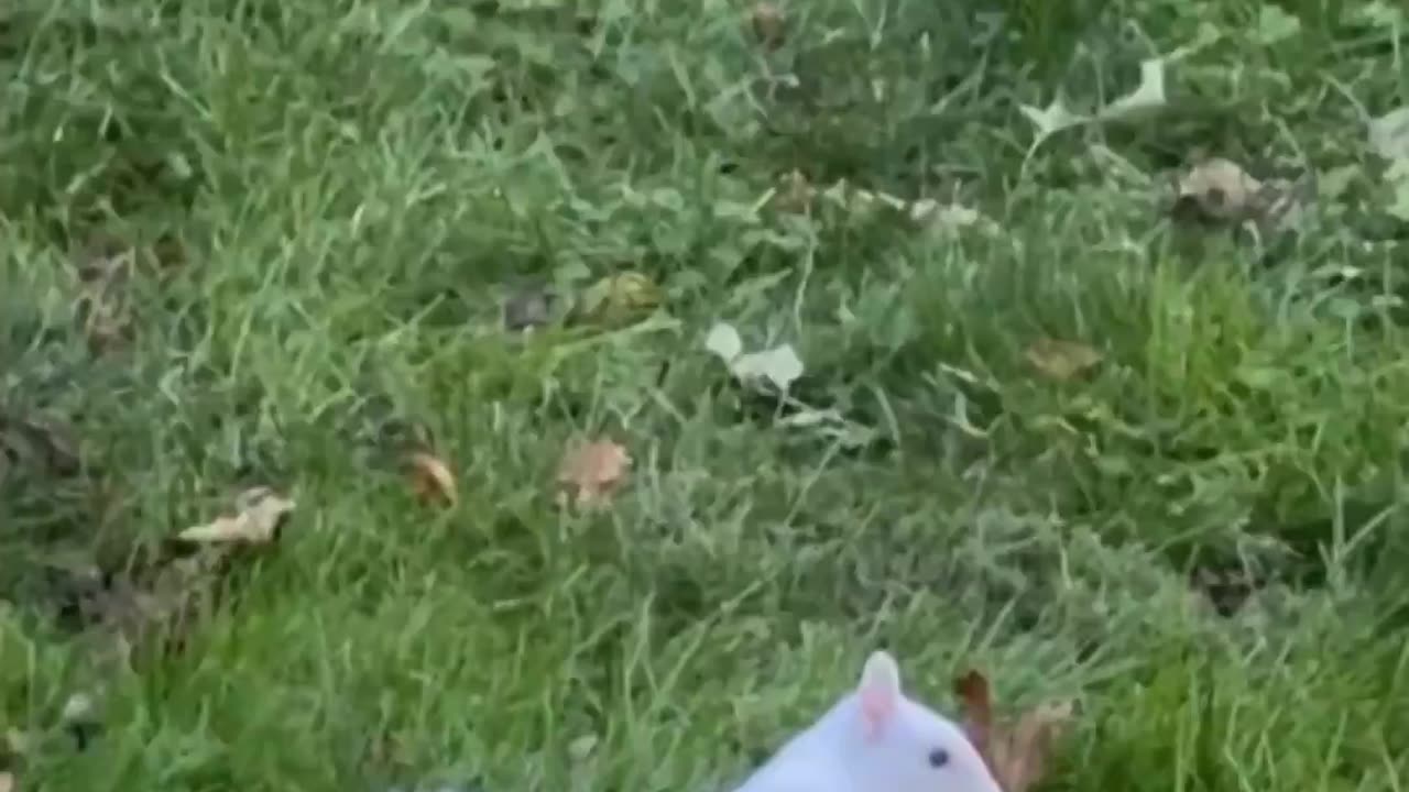Ever seen a white squirrel? 😊