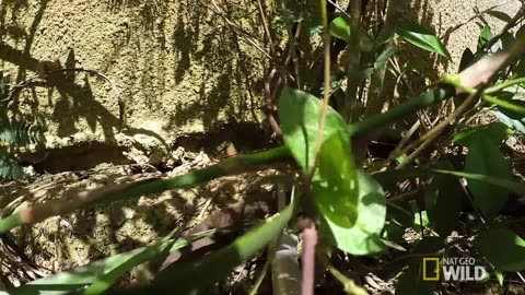 Snake City