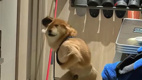 The Fluff Derp Network