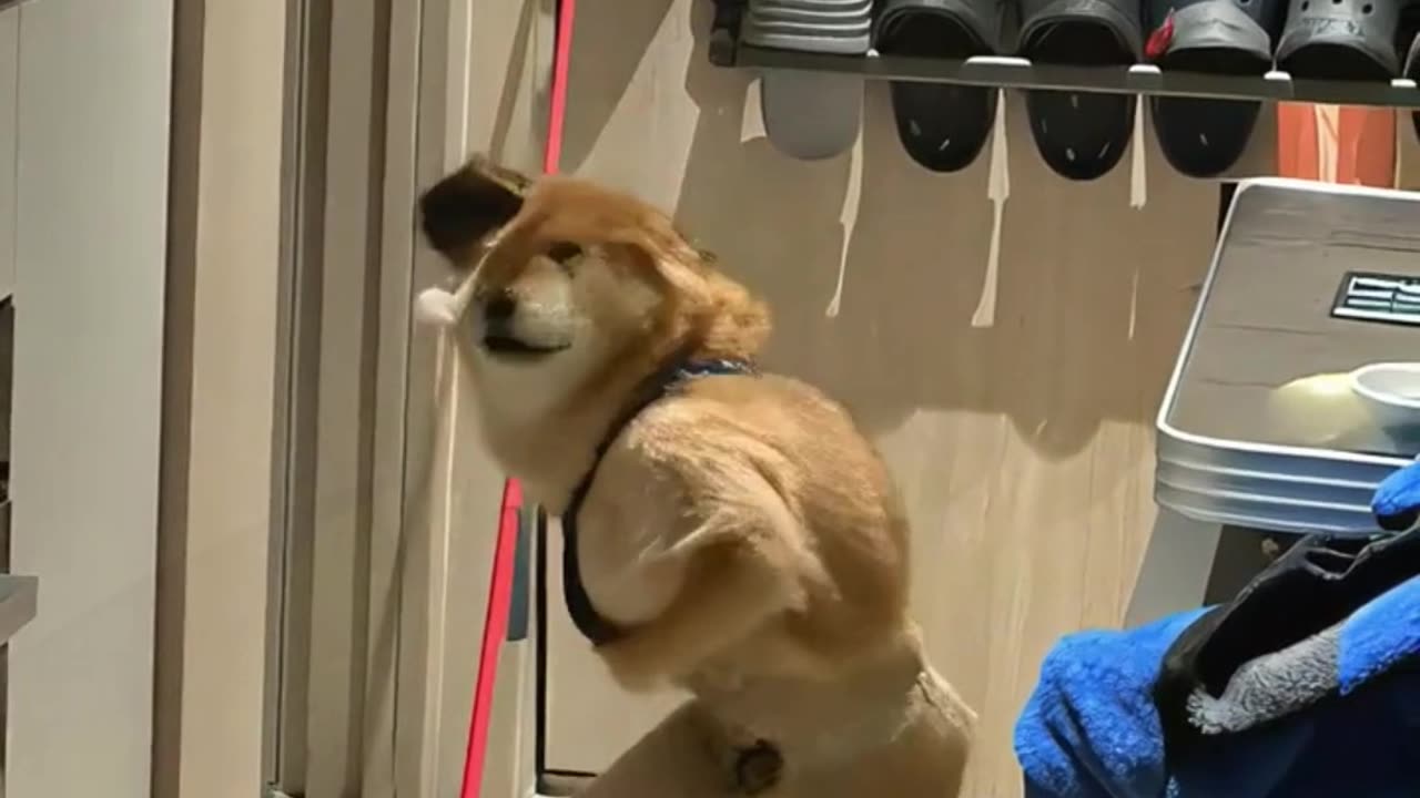 The Fluff Derp Network