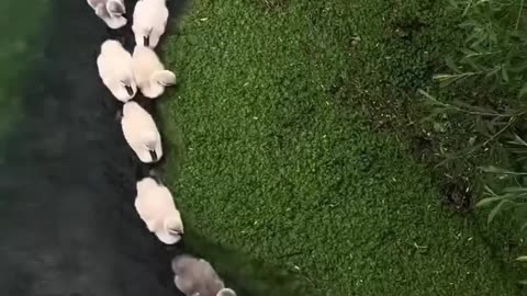 Mother Duck and kids