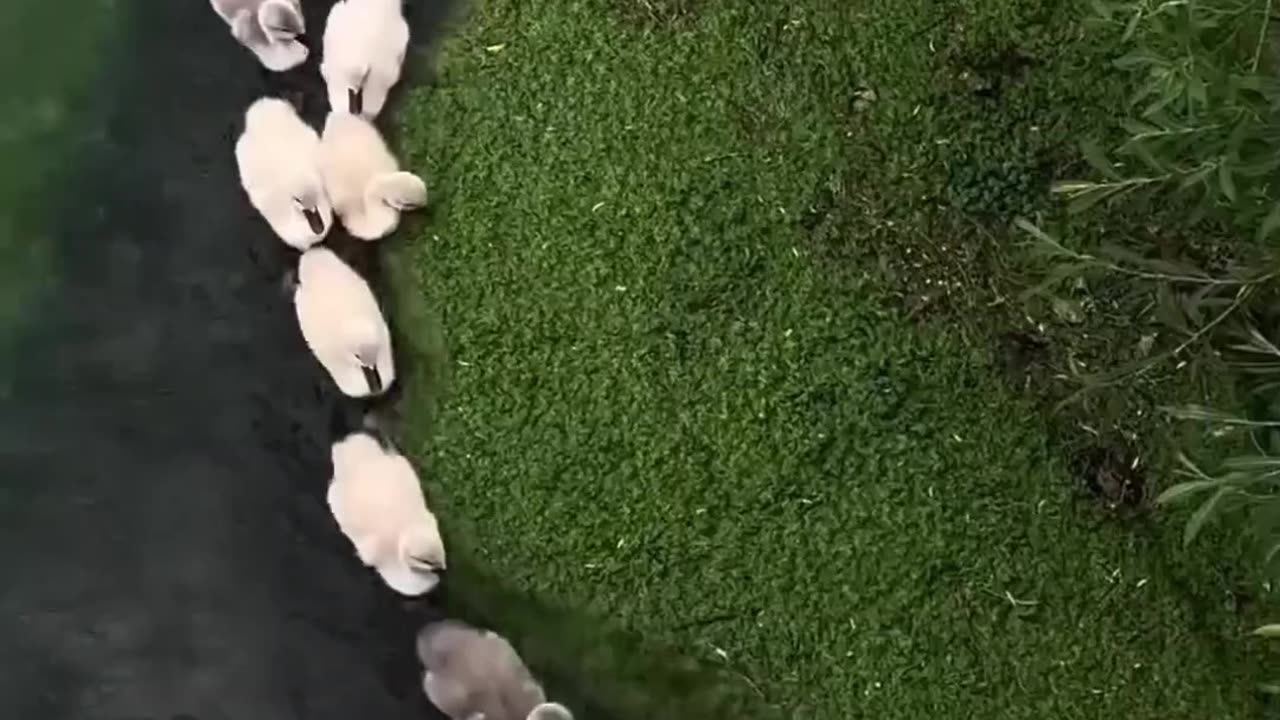 Mother Duck and kids